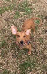 Dachshund-Unknown Mix Dogs for adoption in Baton Rouge, LA, USA