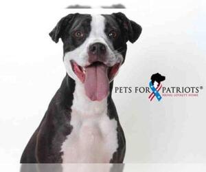 Medium Photo #1 American Bulldog-American Staffordshire Terrier Mix Puppy For Sale in Burbank, CA, USA