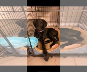 Labrador Retriever-Unknown Mix Dogs for adoption in Kannapolis, NC, USA