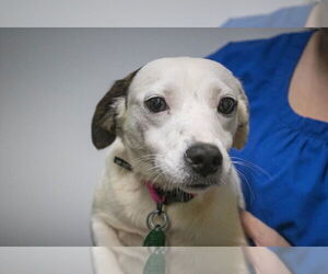 Mutt Dogs for adoption in Mountain Home, AR, USA