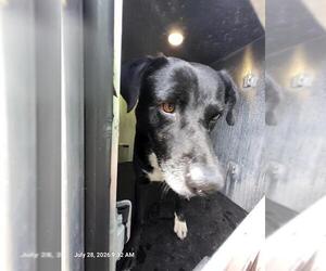 Labrador Retriever Dogs for adoption in San Antonio, TX, USA