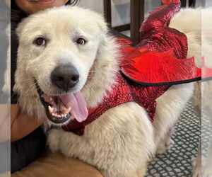 Great Pyrenees Dogs for adoption in Fort Pierce, FL, USA