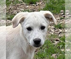 Labrador Retriever-Unknown Mix Dogs for adoption in Yardley, PA, USA
