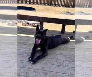 Alaskan Klee Kai-American Pit Bull Terrier Mix Dogs for adoption in Incline Village, NV, USA