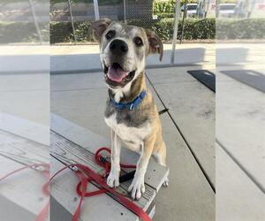 German Shepherd Dog-Unknown Mix Dogs for adoption in Elk Grove, CA, USA