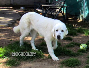 Medium Photo #1 Great Pyrenees Puppy For Sale in Lindsay, CA, USA