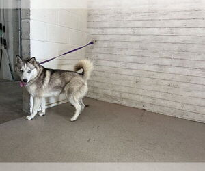 Siberian Husky Dogs for adoption in San Bernardino, CA, USA