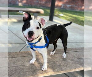 American Pit Bull Terrier-Unknown Mix Dogs for adoption in Boston, MA, USA