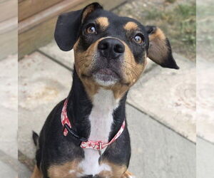 Beagle-Unknown Mix Dogs for adoption in Martinsburg, WV, USA