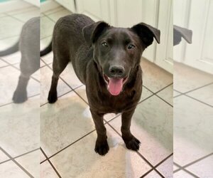 Labrador Retriever-Unknown Mix Dogs for adoption in Coventry, RI, USA