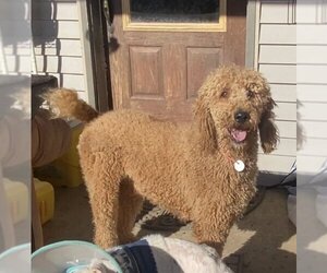 Poodle (Standard) Dogs for adoption in Harrison, AR, USA