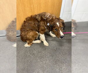Harrier Dogs for adoption in Forestville, MD, USA
