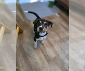 Mutt Dogs for adoption in New London, WI, USA
