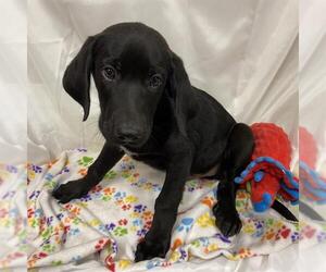 Labrador Retriever-Unknown Mix Dogs for adoption in Modesto, CA, USA
