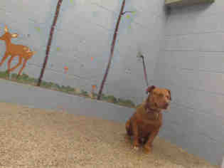 Medium Photo #1 American Pit Bull Terrier Puppy For Sale in San Bernardino, CA, USA