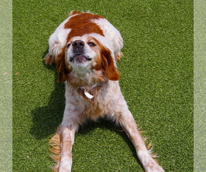 Brittany Dogs for adoption in Curwensville, PA, USA