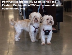 Maltese Dogs for adoption in Hedgesville, WV, USA