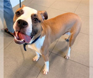 Boxer-Unknown Mix Dogs for adoption in Rancho Cucamonga, CA, USA