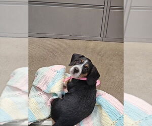 Beagle-Unknown Mix Dogs for adoption in Upland, CA, USA