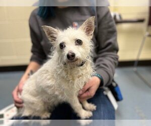 Cairn Terrier-Unknown Mix Dogs for adoption in Denver, CO, USA