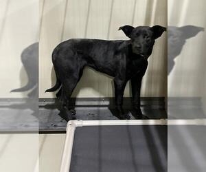 American Pit Bull Terrier Dogs for adoption in Bakersfield, CA, USA