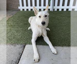 German Shepherd Dog-Unknown Mix Dogs for adoption in Modesto, CA, USA