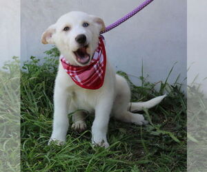 Labrador Retriever-Unknown Mix Dogs for adoption in Bandera, TX, USA