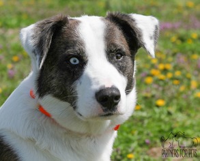 Australian Shepherd Dogs for adoption in Troy, IL, USA