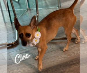 Chihuahua-Unknown Mix Dogs for adoption in HOUSTON, TX, USA