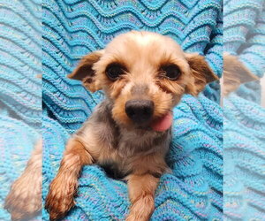 Mutt Dogs for adoption in Smithfield, PA, USA