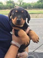 Rottweiler Dogs for adoption in Del Rio, TX, USA
