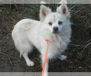 American Eskimo Dog Dogs for adoption in Orange, CA, USA