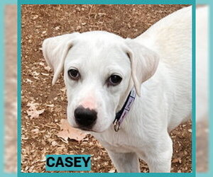 Labrador Retriever-Unknown Mix Dogs for adoption in Granbury, TX, USA