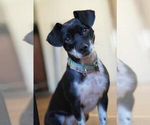 Chiweenie Dogs for adoption in Carlsbad, CA, USA