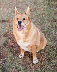 Akita-Chow Chow Mix Dogs for adoption in Atlanta, GA, USA