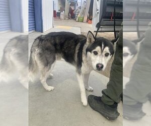 Siberian Husky Dogs for adoption in Bakersfield, CA, USA
