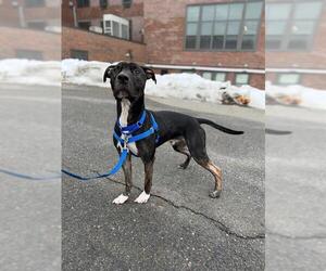 Mutt Dogs for adoption in Boston, MA, USA