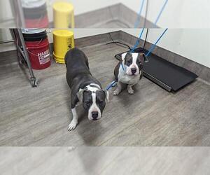 American Pit Bull Terrier Dogs for adoption in Pasadena, CA, USA