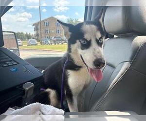 Siberian Husky-Unknown Mix Dogs for adoption in Grand Prairie, TX, USA