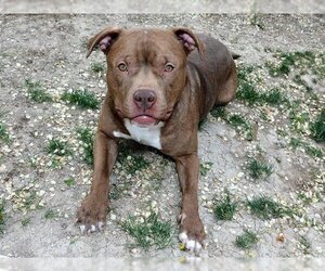 American Pit Bull Terrier Dogs for adoption in West Valley, UT, USA