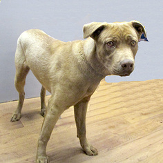 Labrador Retriever-Unknown Mix Dogs for adoption in Fayetteville, TN, USA