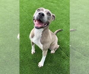 American Pit Bull Terrier Dogs for adoption in Salisbury, NC, USA