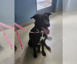 Labrador Retriever-Unknown Mix Dogs for adoption in Newton, NC, USA