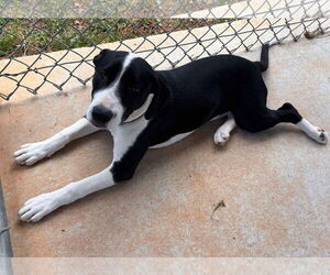 Boglen Terrier Dogs for adoption in Rustburg, VA, USA