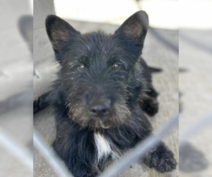 Mutt Dogs for adoption in Westwood, NJ, USA