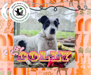 Mutt Dogs for adoption in Crystal, MN, USA