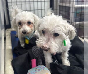Maltese Dogs for adoption in Mukwonago, WI, USA