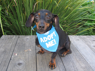 Dachshund Dogs for adoption in Pacific Grove, CA, USA