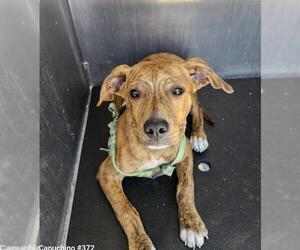 American Staffordshire Terrier-Unknown Mix Dogs for adoption in San Antonio, TX, USA