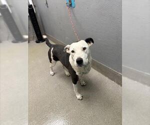 American Pit Bull Terrier-Poodle (Standard) Mix Dogs for adoption in Las Vegas, NV, USA
